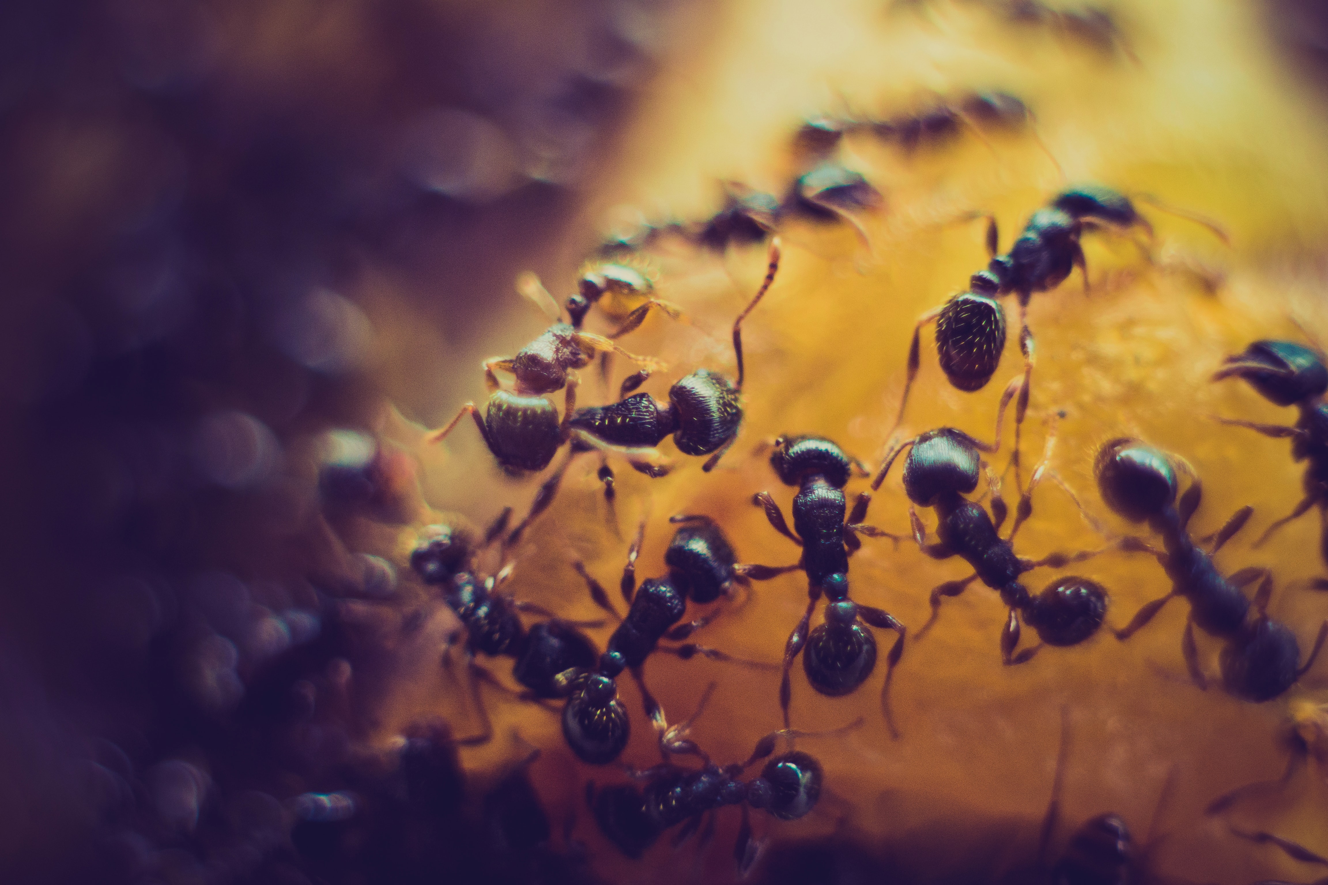 ants